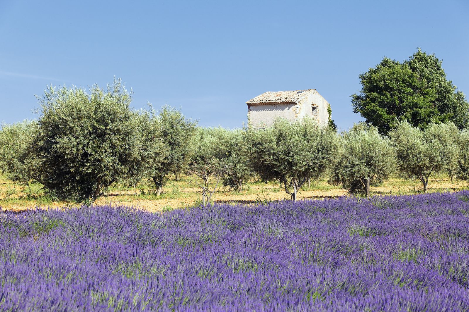 lavender-country